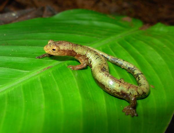 Salamander (Bolitoglossa taylori